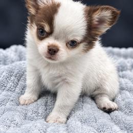Saucy - Chocolate and white female Chihuahua puppy in Summerfield, Florida from Impeccable Chihuahuas- Boutique & Ethical Breeder for the educated & discriminating ONLY.  My Impeccable owners have standards.