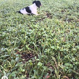 Dachshund Puppies from Miami piebald Dapple Dachshunds