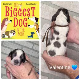 Valentine - Black and white male English Springer Spaniel puppy in Freeland, Michigan from McNally's Springer Spaniels