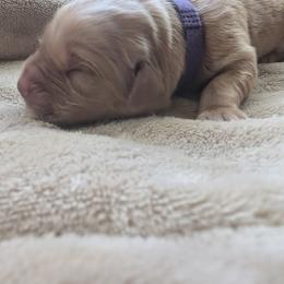Girl 1 - Golden female Golden Retriever puppy in Buckley, Washington from Chrysus Spirit Goldens