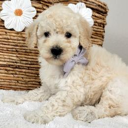 Ophelia - Cream female Goldendoodle puppy in Temecula, California from Oodles O'Doodles