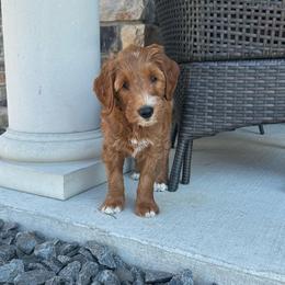 Phoebe - Red  female Goldendoodle puppy in Bellevue, Iowa from River Town Doodles