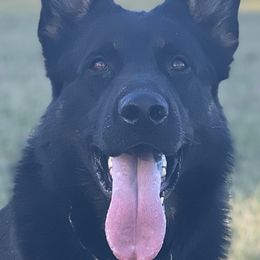 Enoks - German Shepherd