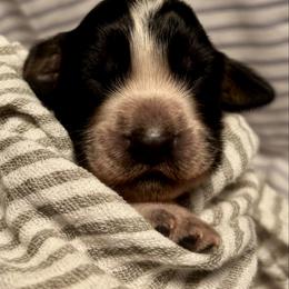 5 - Black white and tan female English Springer Spaniel puppy in Natural Bridge, Virginia from Sara's English Springer Spaniels