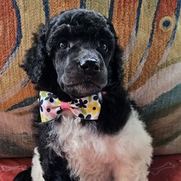 Surf - Parti female Poodle puppy in St. James City, Florida from P.I. STANDARD POODLES