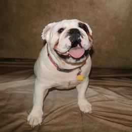 King - Bulldog