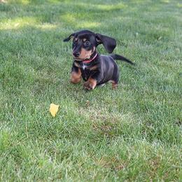 Boy 5 - Black and tan male Dachshund puppy in Craig, Colorado from Rocky Mountain Shih Tzus and Dry Creek Miniature Dachshunds