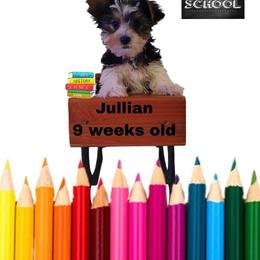 Shelby Aqua boy - Parti male Yorkshire Terrier puppy in Inverness, Florida from Luvayorkie&more