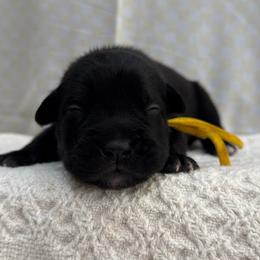 Raven - Black female Cane Corso puppy in Utah from 3Lake Kennelz