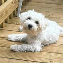 Lucy - Maltese