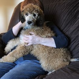 Poodle Puppies from Joy’s Logan Creek Poodles