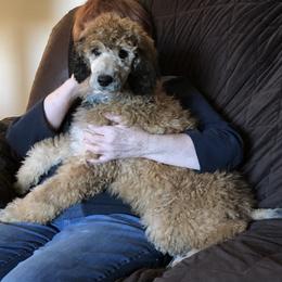 Poodle Puppies from Joy’s Logan Creek Poodles