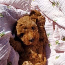 Poodle Puppies from Cedar House Heritage Poodles