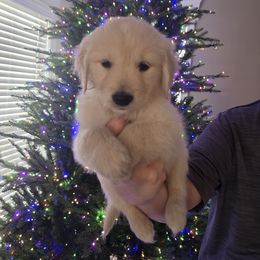 Golden Retriever Puppies from 255 Goldens