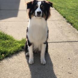 Australian Shepherd Puppies from Louvre Australian Shepherds