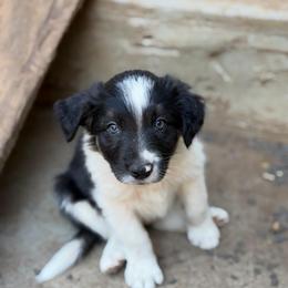 Boy 5 - Tri-color male Border Collie puppy in Oroville, California from Coalcyn Kennels