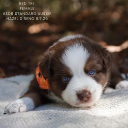 Sable- Red Tri Female - Red tri-color female Australian Shepherd puppy in Nacogdoches, Texas from TK Standard, Mini, & Toy Aussies