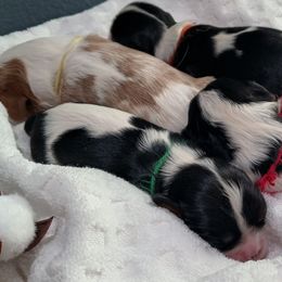 Cavalier King Charles Spaniel Puppies from Roy-alty Cavaliers
