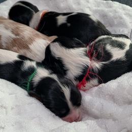 Cavalier King Charles Spaniel Puppies from Roy-alty Cavaliers