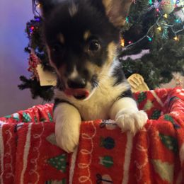 Pepper, red collar - Black and tan female Pembroke Welsh Corgi puppy in Gresham, Oregon from Simply loved corgis