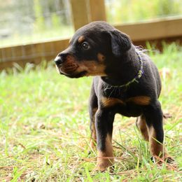 Tarot - Black and rust male Doberman Pinscher puppy in Toney, Alabama from Bhon Mhuir Dobermanns