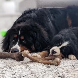 Bernese Mountain Dog Puppies from Lonesome Pine Farm