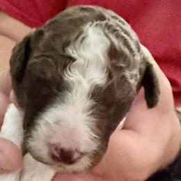 Poodle Puppies from Candace Yakes