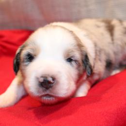 Amore - Blue merle male Australian Shepherd puppy in Plantersville, Texas from Jak Se Auss