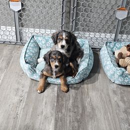 Aussiedoodle Puppies from Wisniewski Pups