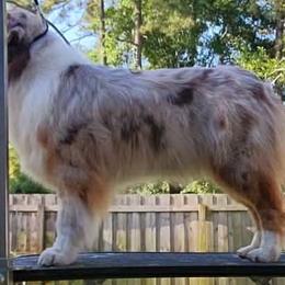 Nova - Australian Shepherd