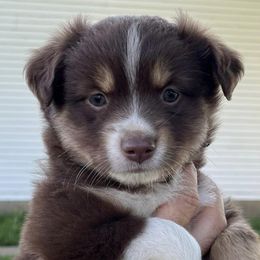 Australian Shepherds from Hidden Hollow Aussies