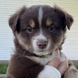 Australian Shepherds from Hidden Hollow Aussies