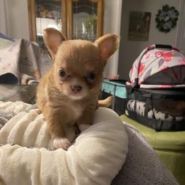 Wyatt - Chocolate male Chihuahua puppy in Red Bluff, California from Aye Chihuahua