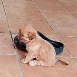 Amy - Chocolate female Shih Tzu puppy in Grand Prairie, Texas from R&R Shih-Tzus & Stud Services