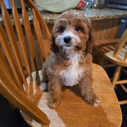 Neveah - Red female Cavapoo puppy in Washington from Mt.BakerPoodles&Doodles