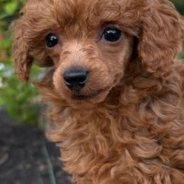 Girl - Red  female Poodle puppy in Charlotte, North Carolina from Toy Poodle and Maltese Perfection