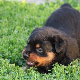 Rottweiler Puppies from Cross Creek Rottweilers