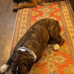 Boxers from Buzzard's Bay Boxers