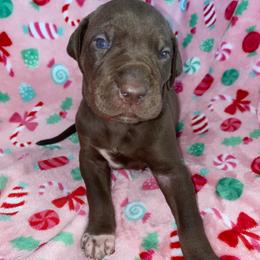 Jovie - Chocolate female Great Dane puppy in Spartanburg, South Carolina from Pawlmetto Danes