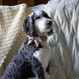 Nana - Sheepadoodle
