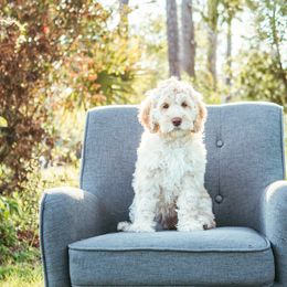 Cassie - Caramel cream Australian Labradoodle puppy in Wewahitchka, Florida from Stony Brook Australian Labradoodles, LLC
