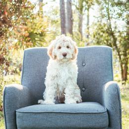 Cassie - Caramel cream Australian Labradoodle puppy in Wewahitchka, Florida from Stony Brook Australian Labradoodles, LLC