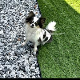 Mia - Black and white female Chihuahua puppy in Anderson, South Carolina from Lil Treasures Chihuahuas