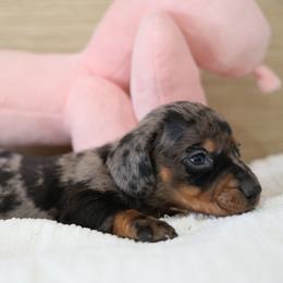 Cinnamon - Dapple female Dachshund puppy in Jurupa Valley, California from Divine Doxies