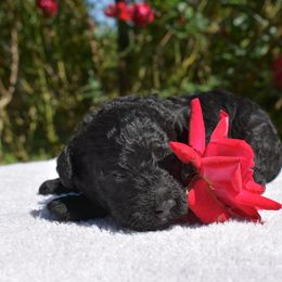 Miniature Schnauzer and Poodle Puppies from Lorraine Finley