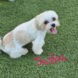 Sasha - Maltese