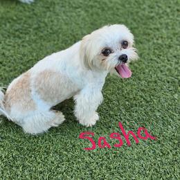 Sasha - Maltese