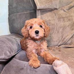 F1B Goldendoodle Coral - Red  female Goldendoodle puppy in Redding, California from Casa Delarosa Collective Poodles & Doodles