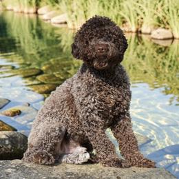 George - Brown roan male Lagotto Romagnolo puppy in Seymour, Missouri from Terra Incognita