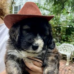 Boy 4 - male Barbado da Terceira puppy in Frederick, Maryland from New World Barbado da Terceira